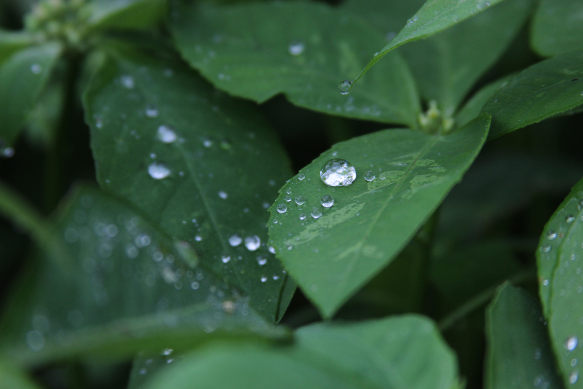 Canon EF 28-135mm F3.5-5.6 IS USM sample photo. Morning photography