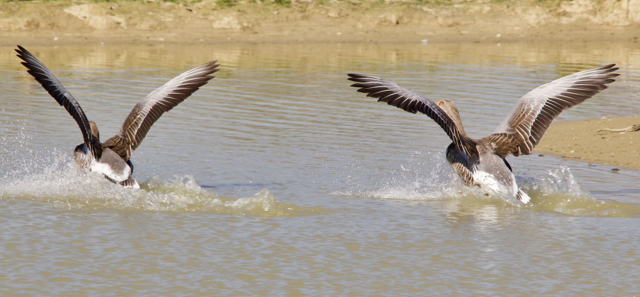 Sigma 150-500mm F5-6.3 DG OS HSM sample photo