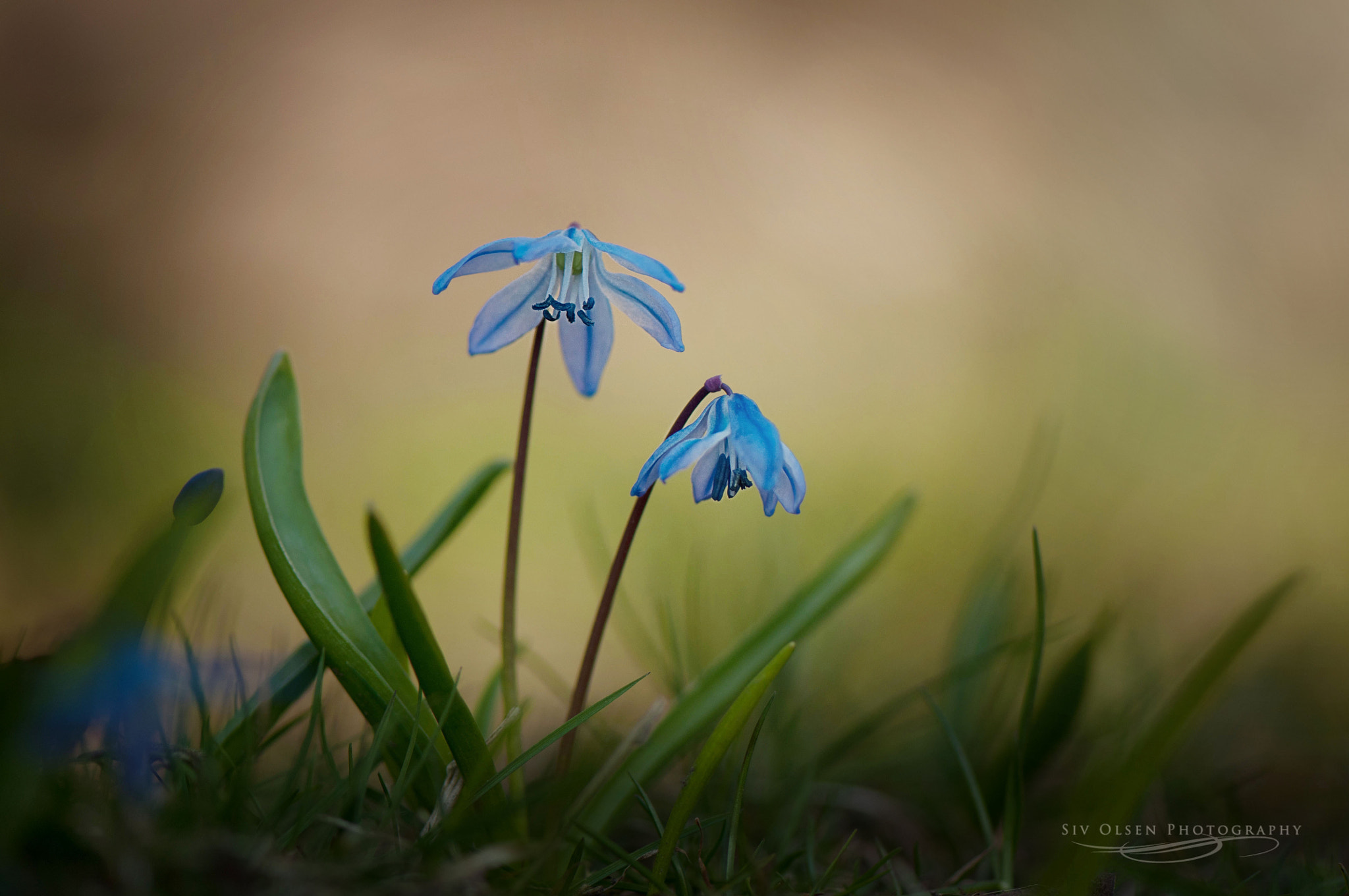 Nikon AF-S Micro-Nikkor 105mm F2.8G IF-ED VR sample photo. ~ scilla ~ photography
