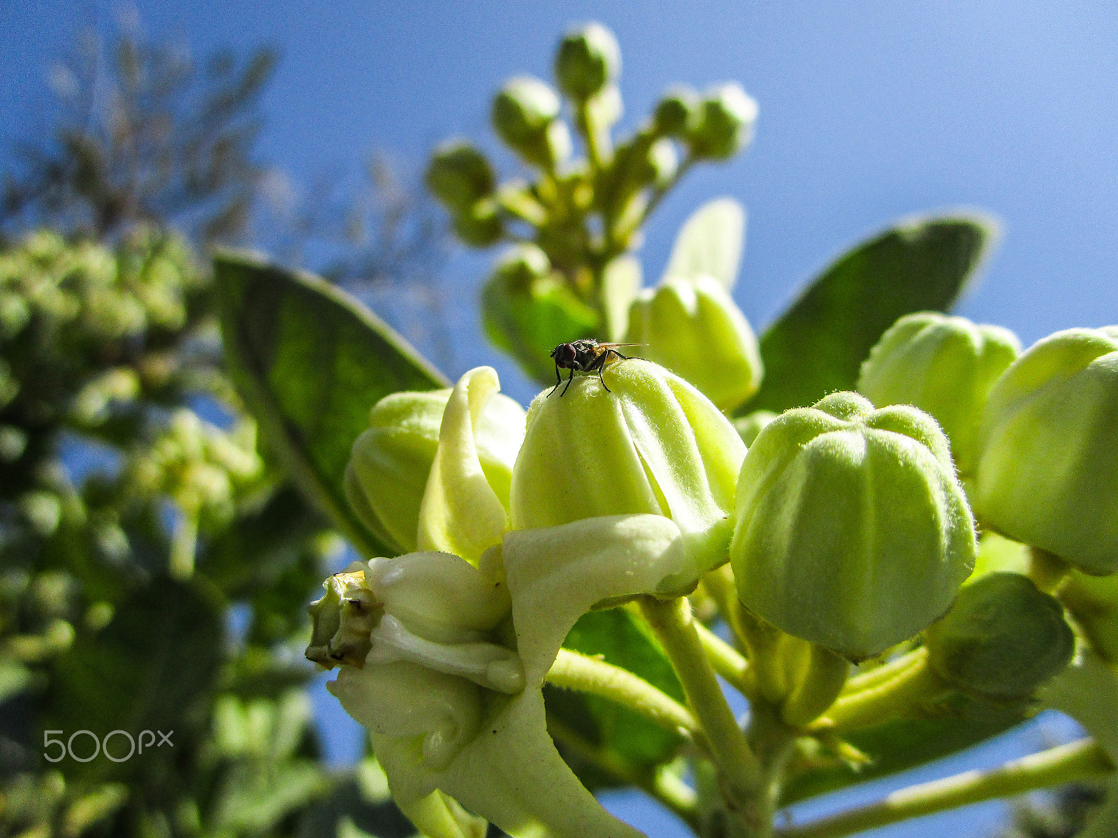 Canon IXUS 190 sample photo. A wild life green  photograph captured photography
