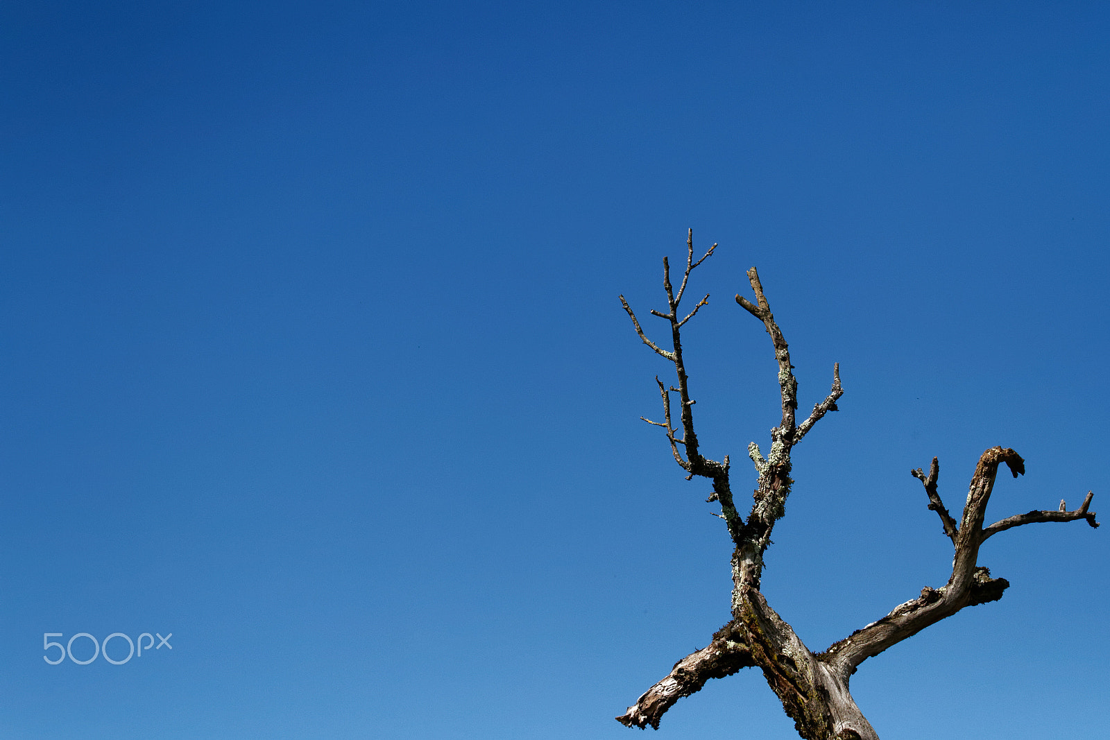 Canon EF 100-400mm F4.5-5.6L IS USM sample photo. Arbre photography