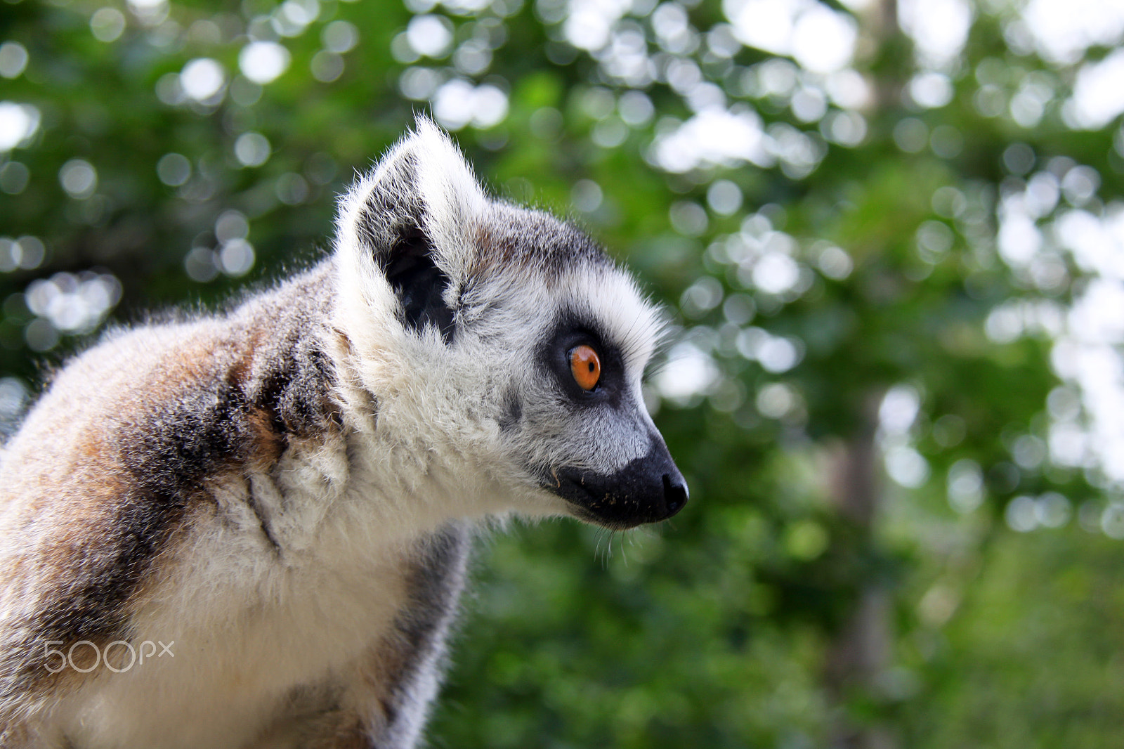 Canon EOS 500D (EOS Rebel T1i / EOS Kiss X3) + Canon EF-S 18-200mm F3.5-5.6 IS sample photo. The curious lemur with big orange eyes photography