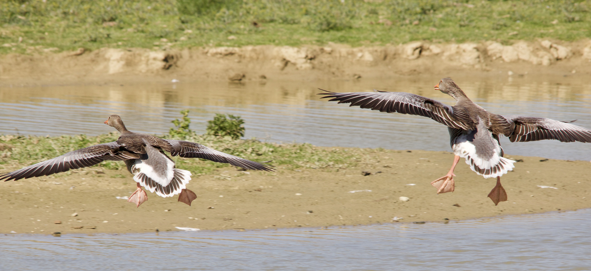 Sigma 150-500mm F5-6.3 DG OS HSM sample photo