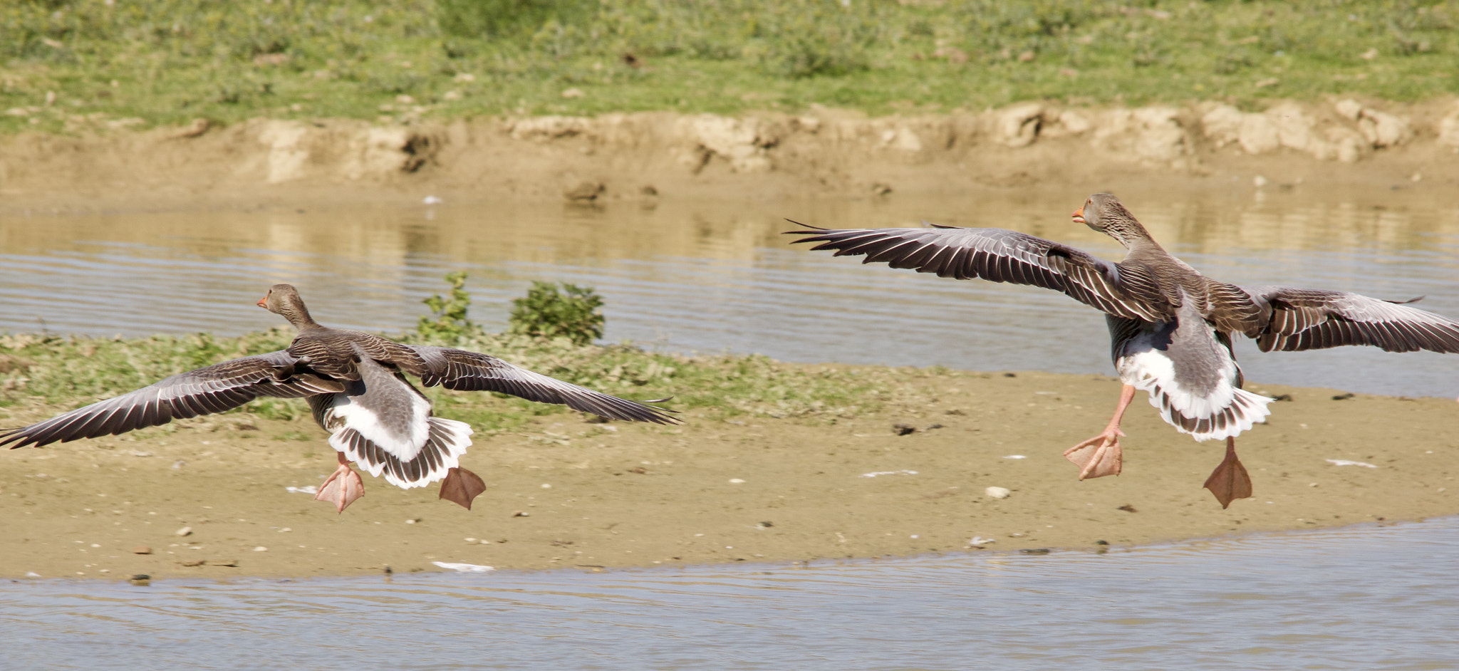 Canon EOS 70D + Sigma 150-500mm F5-6.3 DG OS HSM sample photo