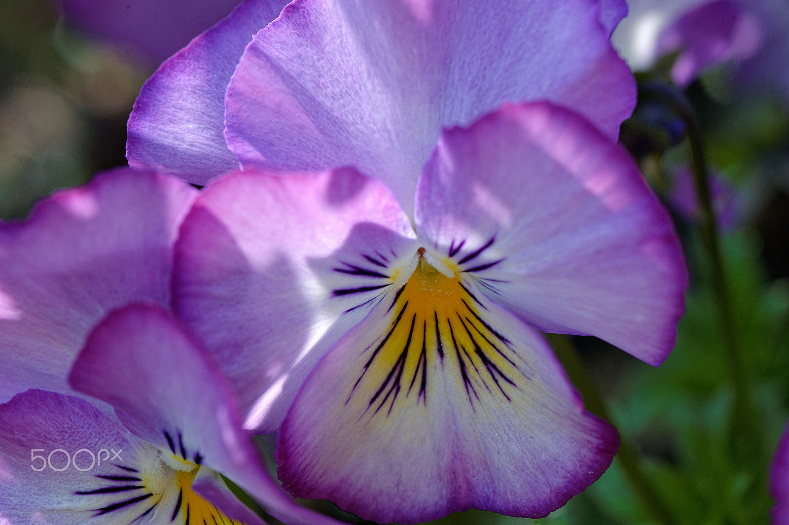 Nikon AF-S Micro-Nikkor 105mm F2.8G IF-ED VR sample photo. Les couleurs du silence photography