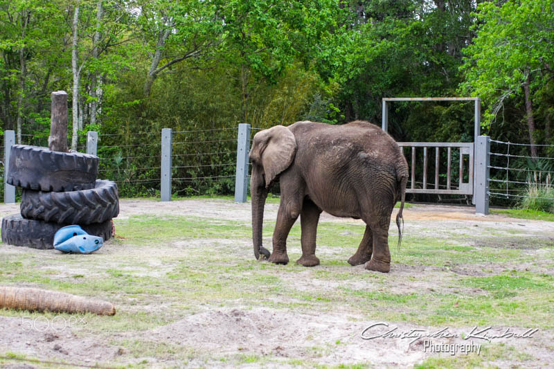 Canon EOS 40D sample photo. Jacksonvillezoo photography