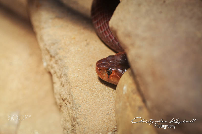 Canon EF 50mm F2.5 Macro sample photo. Jacksonvillezoo photography