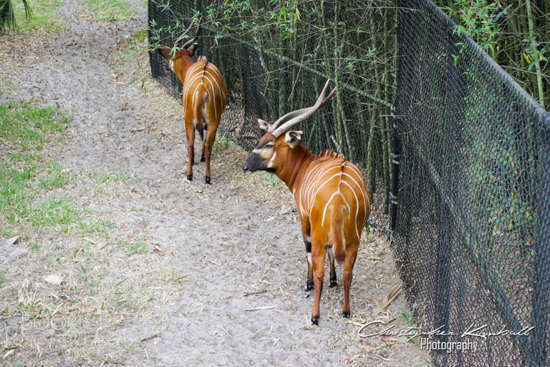 Canon EOS 40D sample photo. Jacksonvillezoo photography