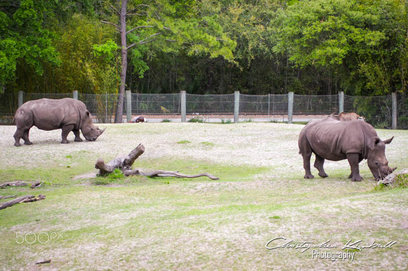 Canon EOS 40D sample photo. Jacksonvillezoo photography