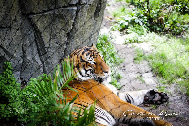 Canon EOS 40D sample photo. Jacksonvillezoo photography