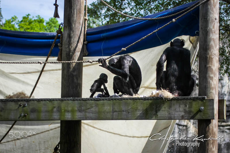 Canon EOS 40D sample photo. Jacksonvillezoo photography