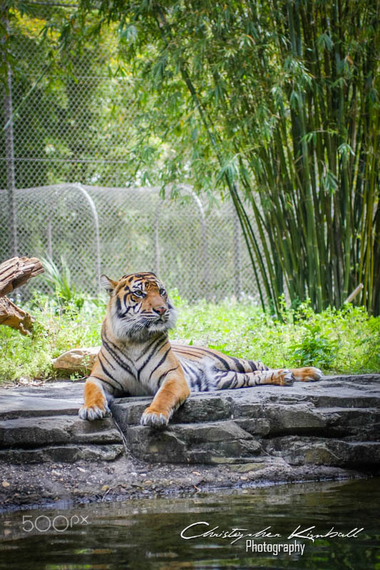 Canon EOS 40D sample photo. Jacksonvillezoo photography