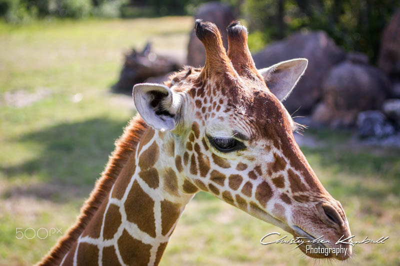 Canon EOS 40D sample photo. Jacksonvillezoo photography