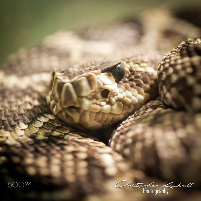 Canon EOS 40D + Canon EF 50mm F2.5 Macro sample photo. Jacksonvillezoo photography