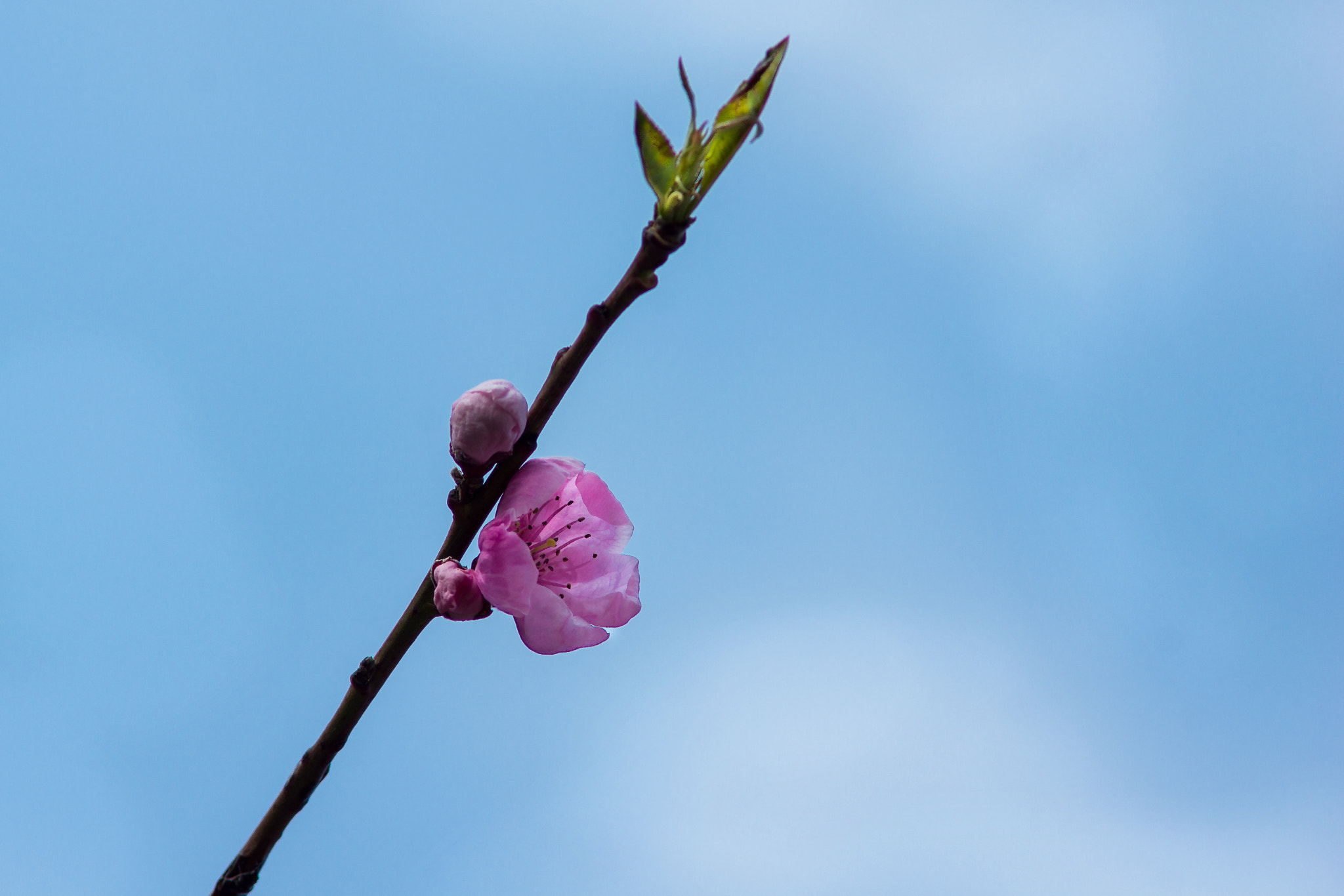 Sony SLT-A77 + Minolta AF 70-210mm F4 Macro sample photo. Spring photography