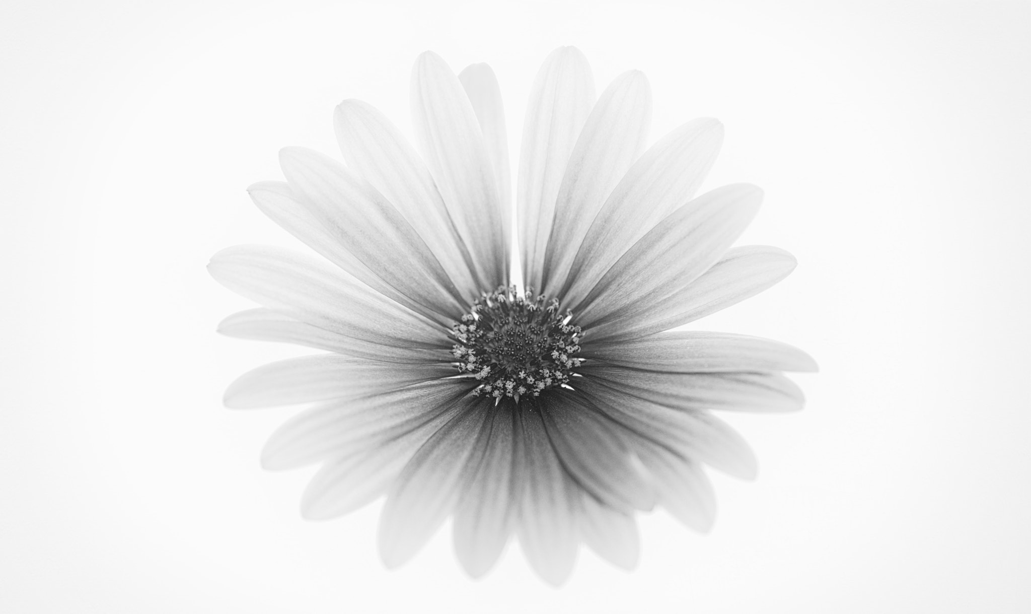 Nikon AF-S Micro-Nikkor 105mm F2.8G IF-ED VR sample photo. Osteospermum photography
