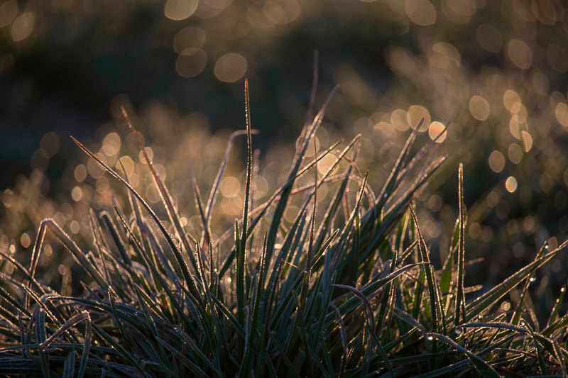 Canon EF-S 55-250mm F4-5.6 IS STM sample photo. Just grass photography