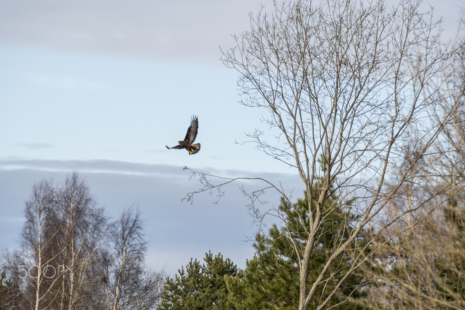 Sony DT 18-200mm F3.5-6.3 sample photo. Flying away photography