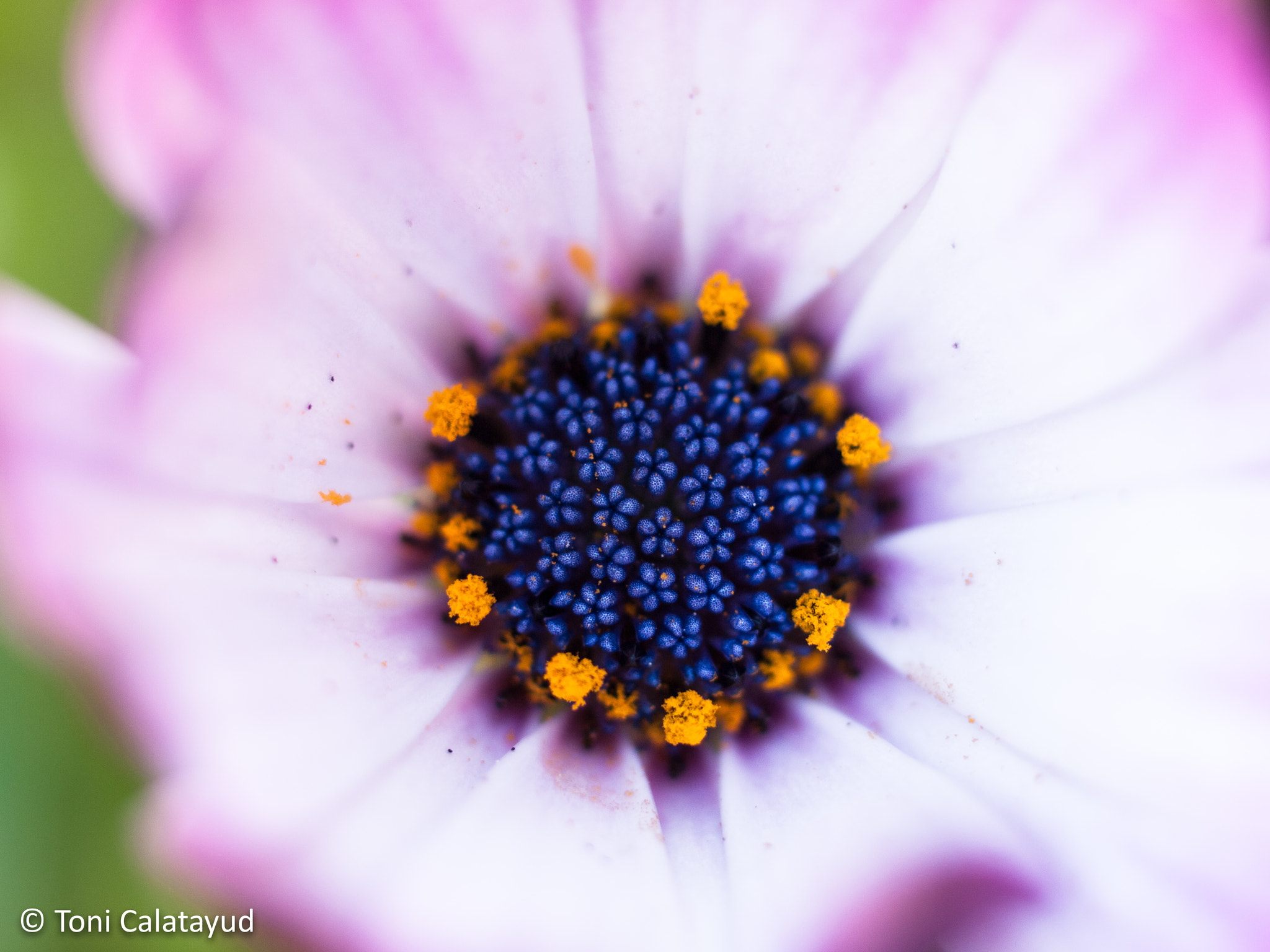 Olympus E-620 (EVOLT E-620) + OLYMPUS 50mm Lens sample photo. Osteospermum photography