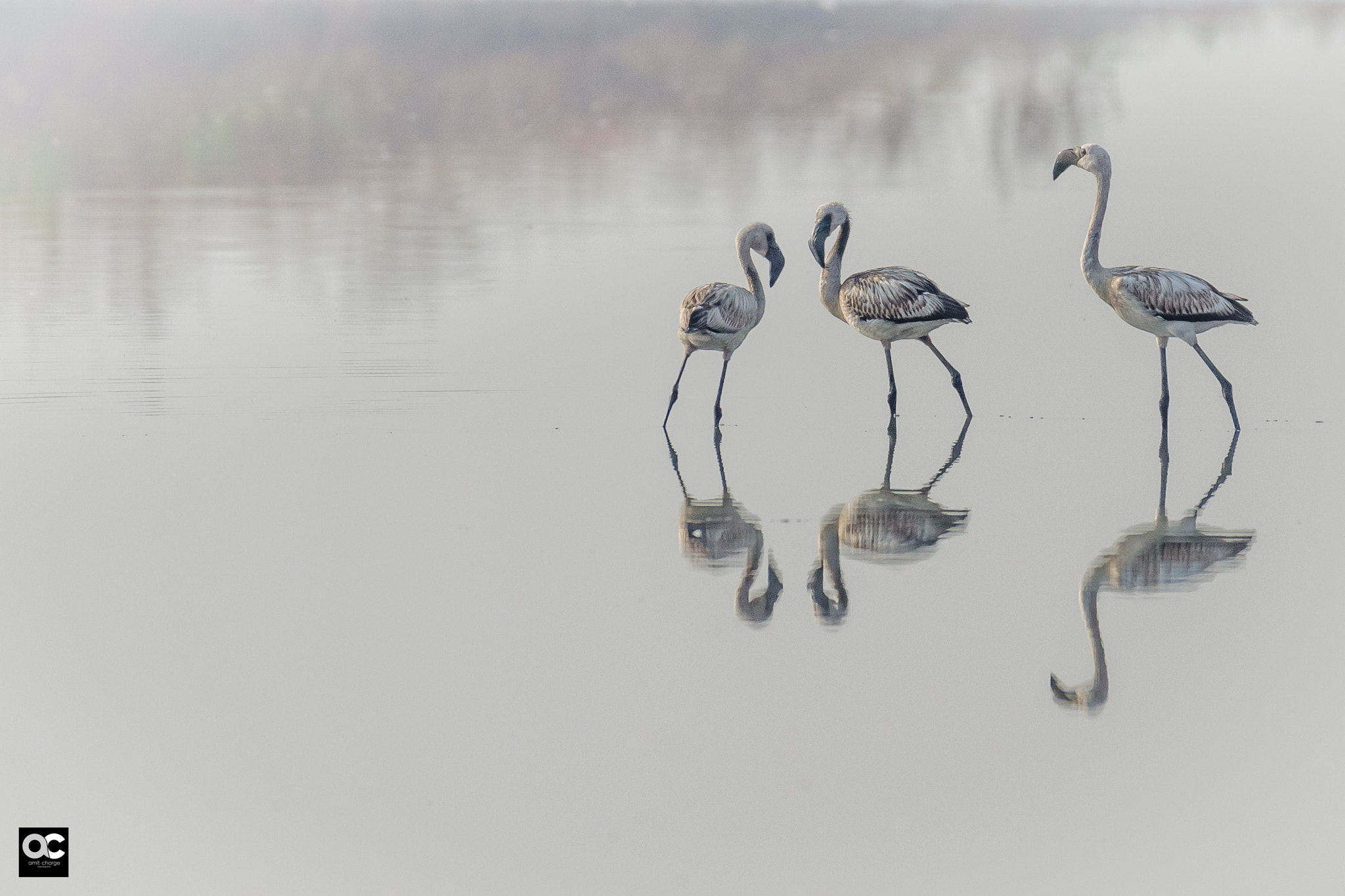 Nikon AF-S Nikkor 200-500mm F5.6E ED VR sample photo. The reflection photography