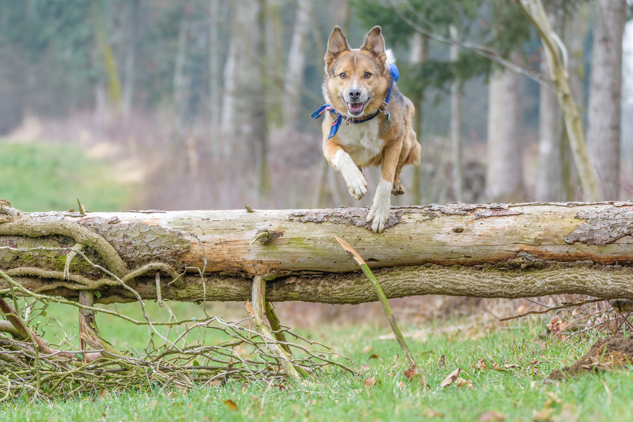 Nikon D7200 sample photo. Dog jumps over the tree trunk photography