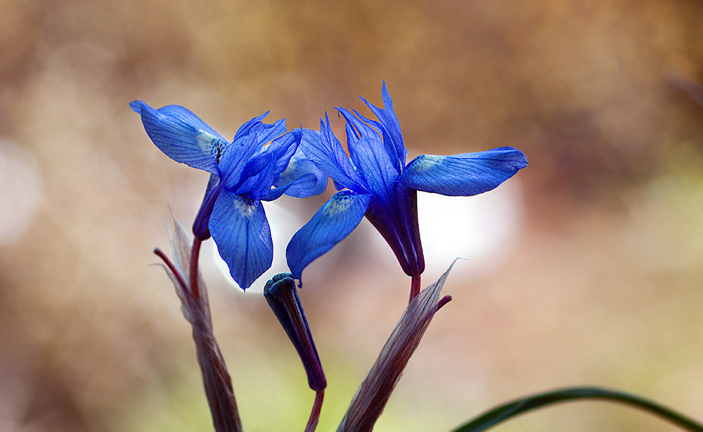Nikon AF Micro-Nikkor 60mm F2.8D sample photo. Iris susen photography