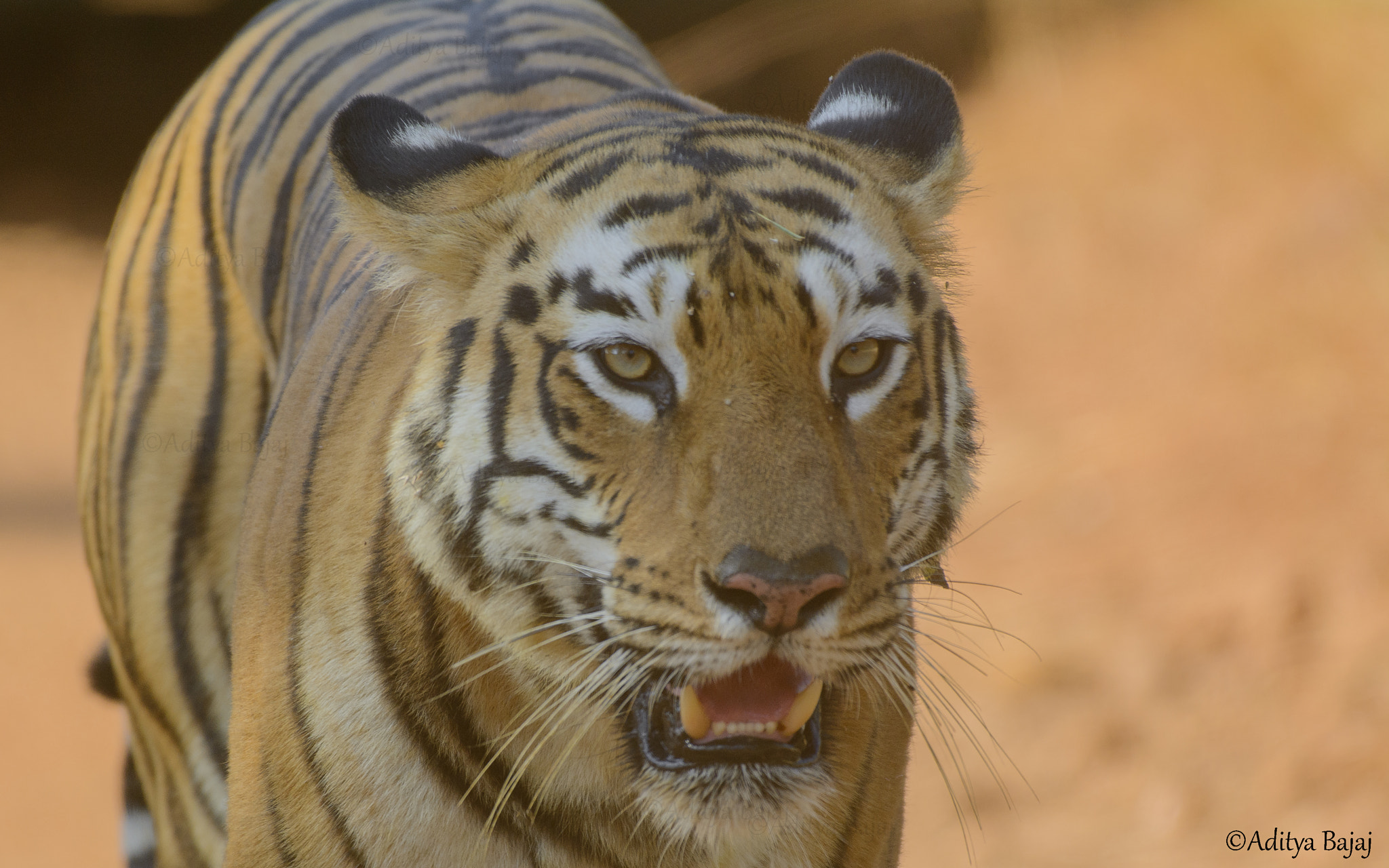 Nikon AF-S Nikkor 200-500mm F5.6E ED VR sample photo. Maya. the queen of tadoba photography