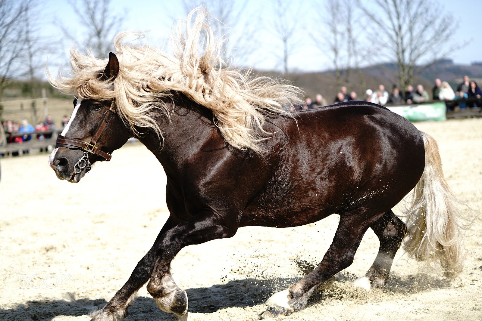 Sony a7R II sample photo. Schwarzwälder kaltblut photography