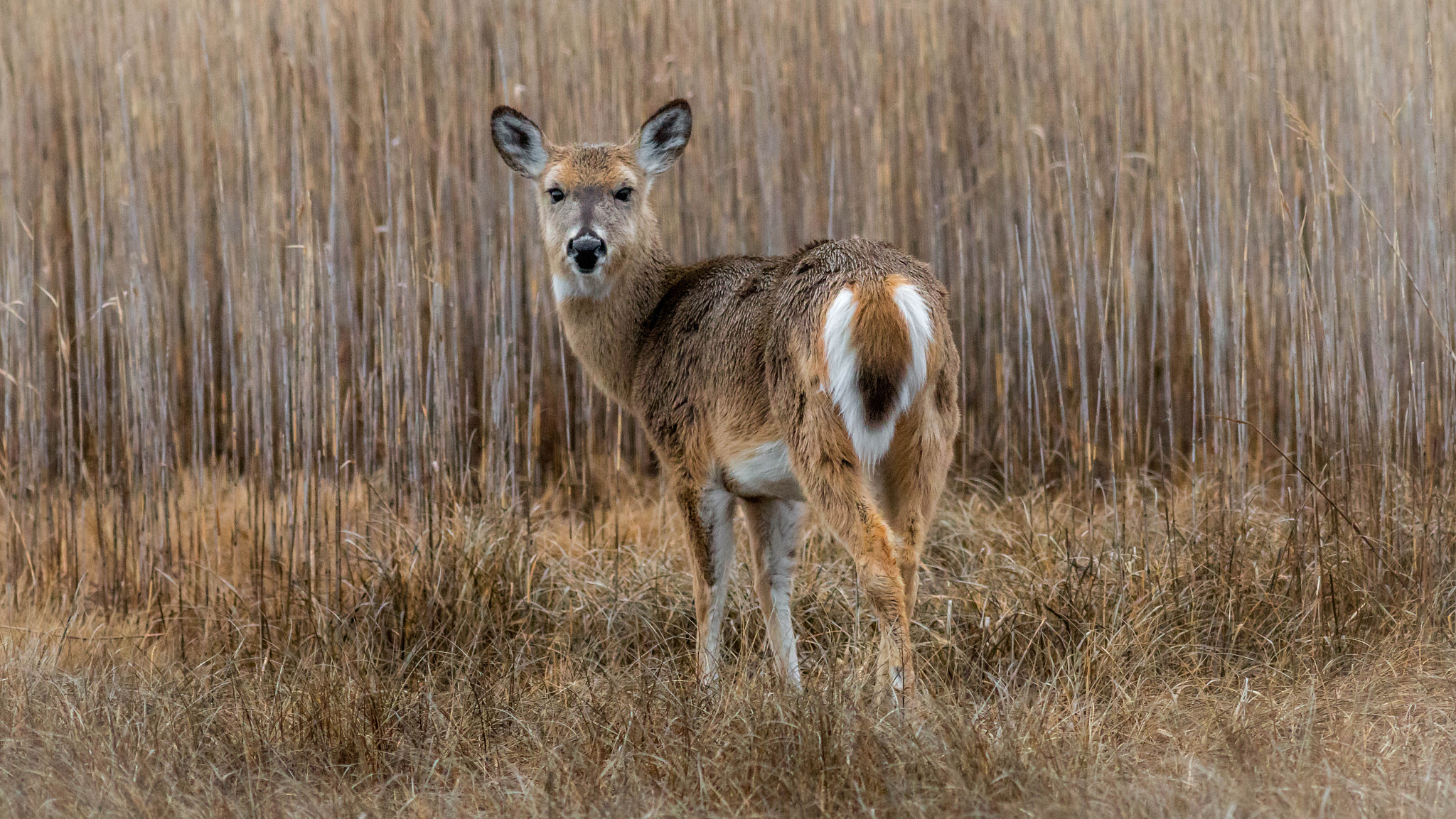 Canon EOS 70D + Canon EF 400mm F5.6L USM sample photo. Should i be afraid? photography