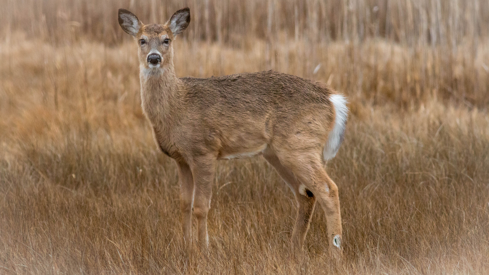 Canon EOS 70D + Canon EF 400mm F5.6L USM sample photo. Take some of my picture too! photography