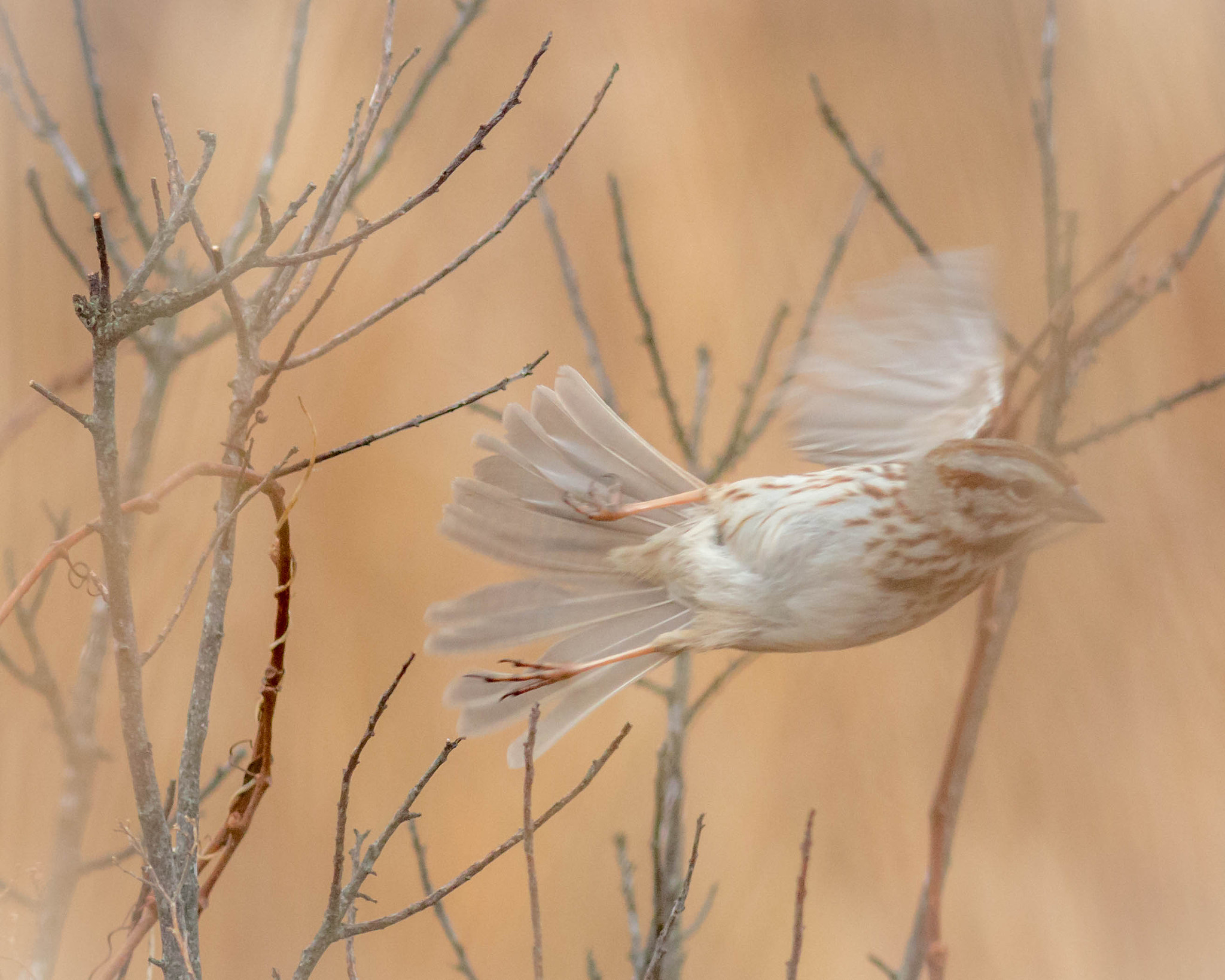 Canon EOS 70D + Canon EF 400mm F5.6L USM sample photo. Camera shy. photography