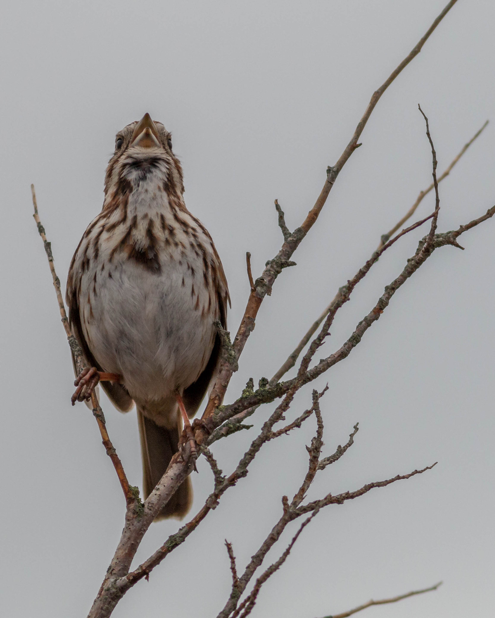 Canon EOS 70D + Canon EF 400mm F5.6L USM sample photo. Defiance! photography