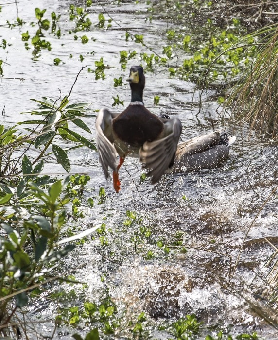 Nikon D7200 sample photo. Duck launching a dunham massey, cheshire photography