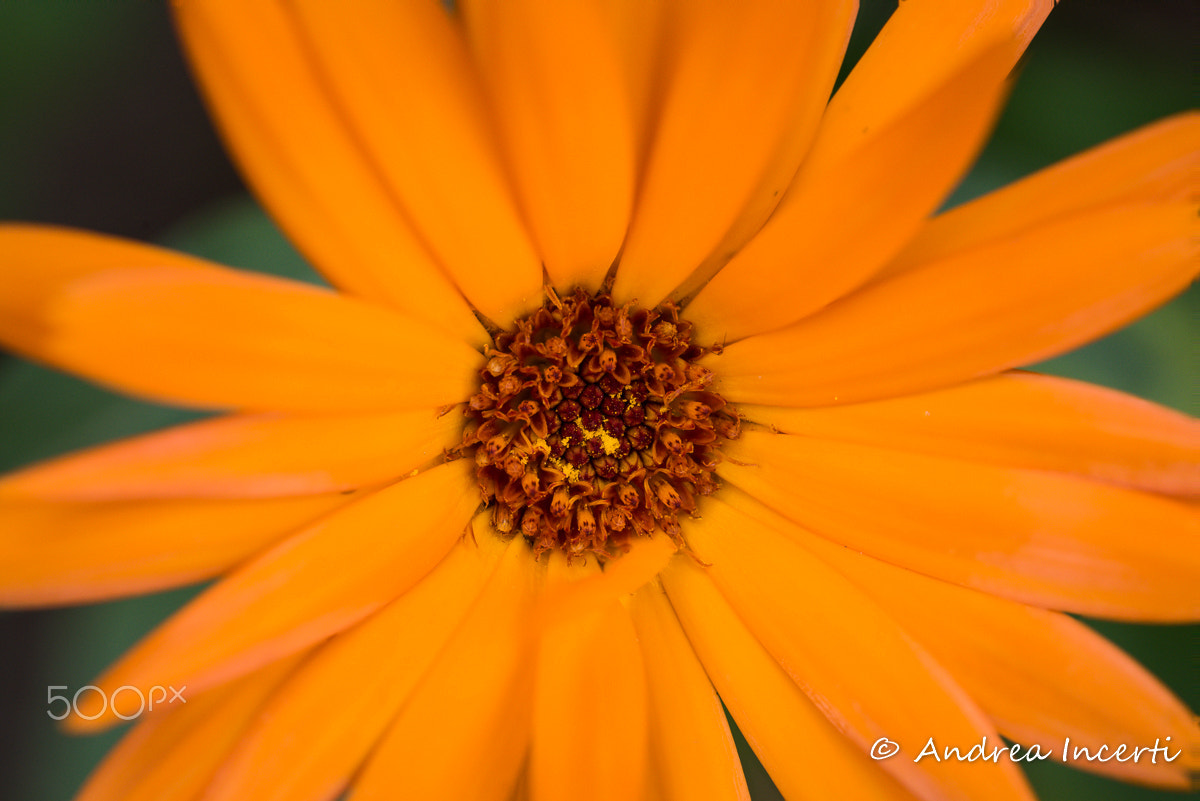 Sigma 150mm F2.8 EX DG OS Macro HSM sample photo. Calendula officinalis photography