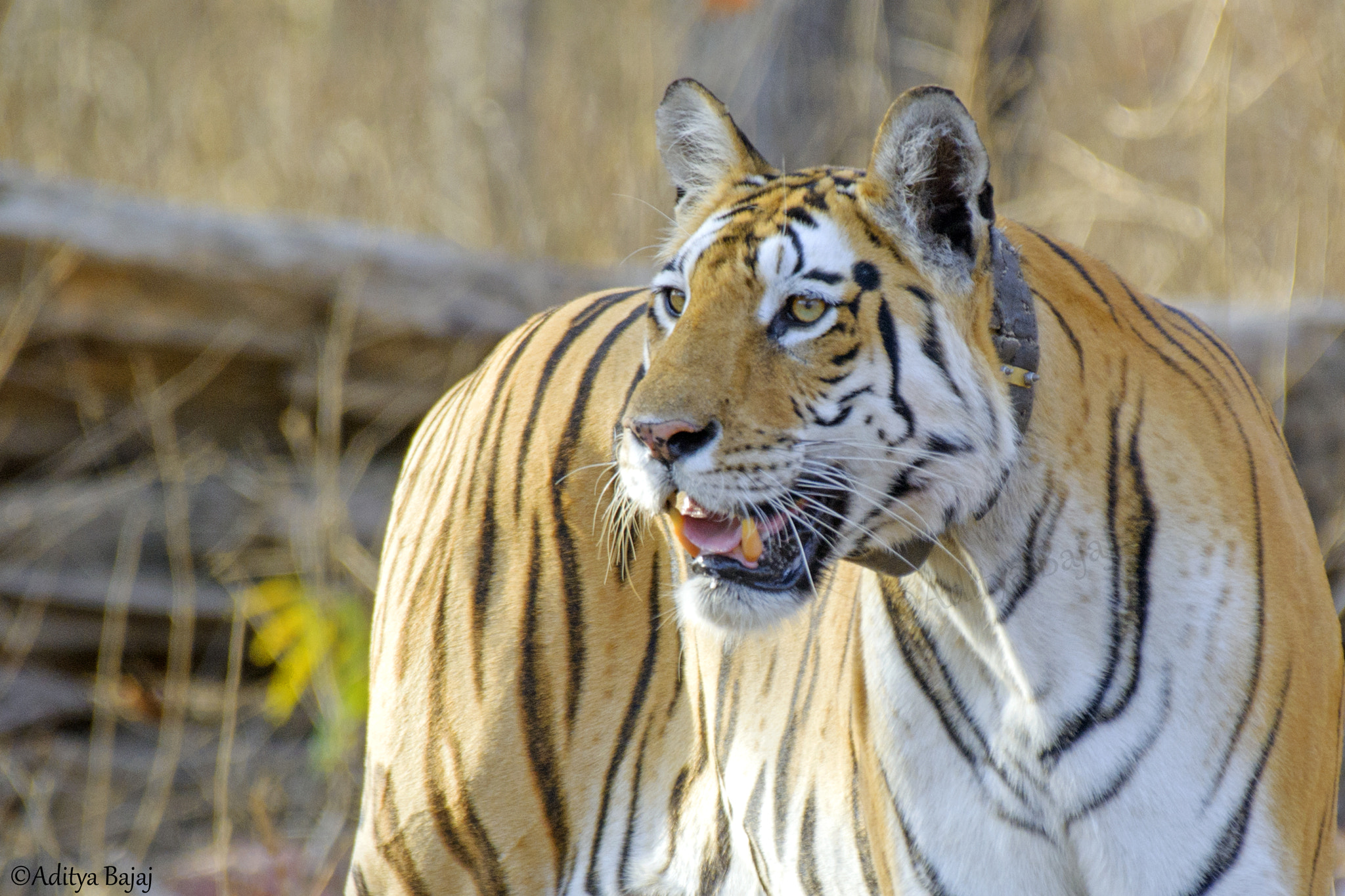 Nikon AF-S Nikkor 200-500mm F5.6E ED VR sample photo. Collarwali. the queen of pench photography
