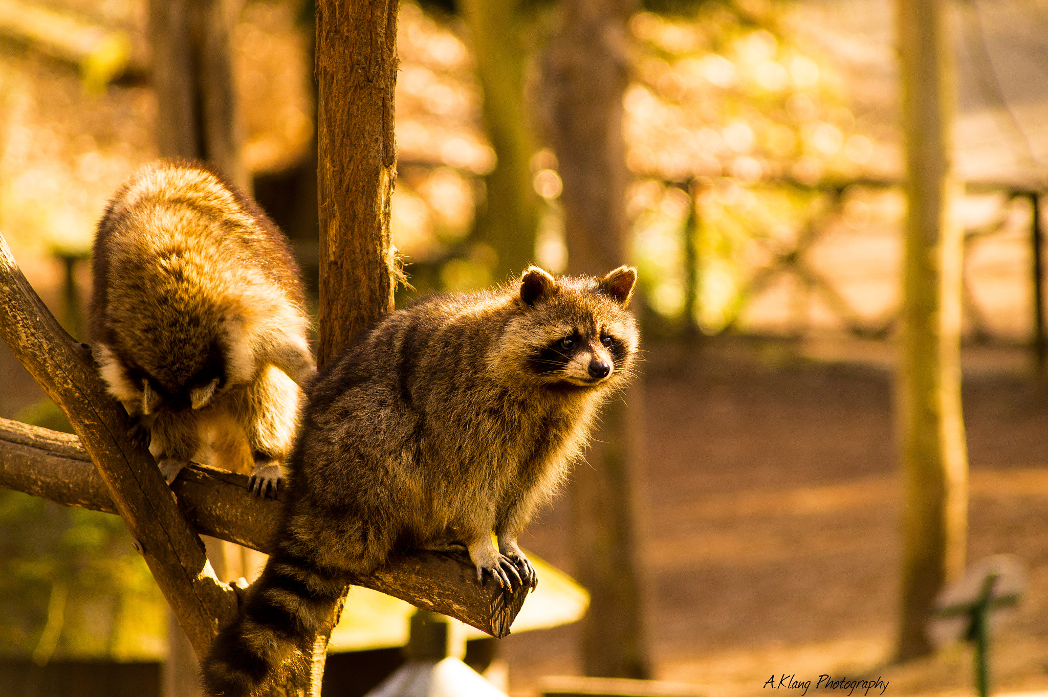 Sony SLT-A58 + Sigma 70-300mm F4-5.6 DL Macro sample photo. Racoon photography