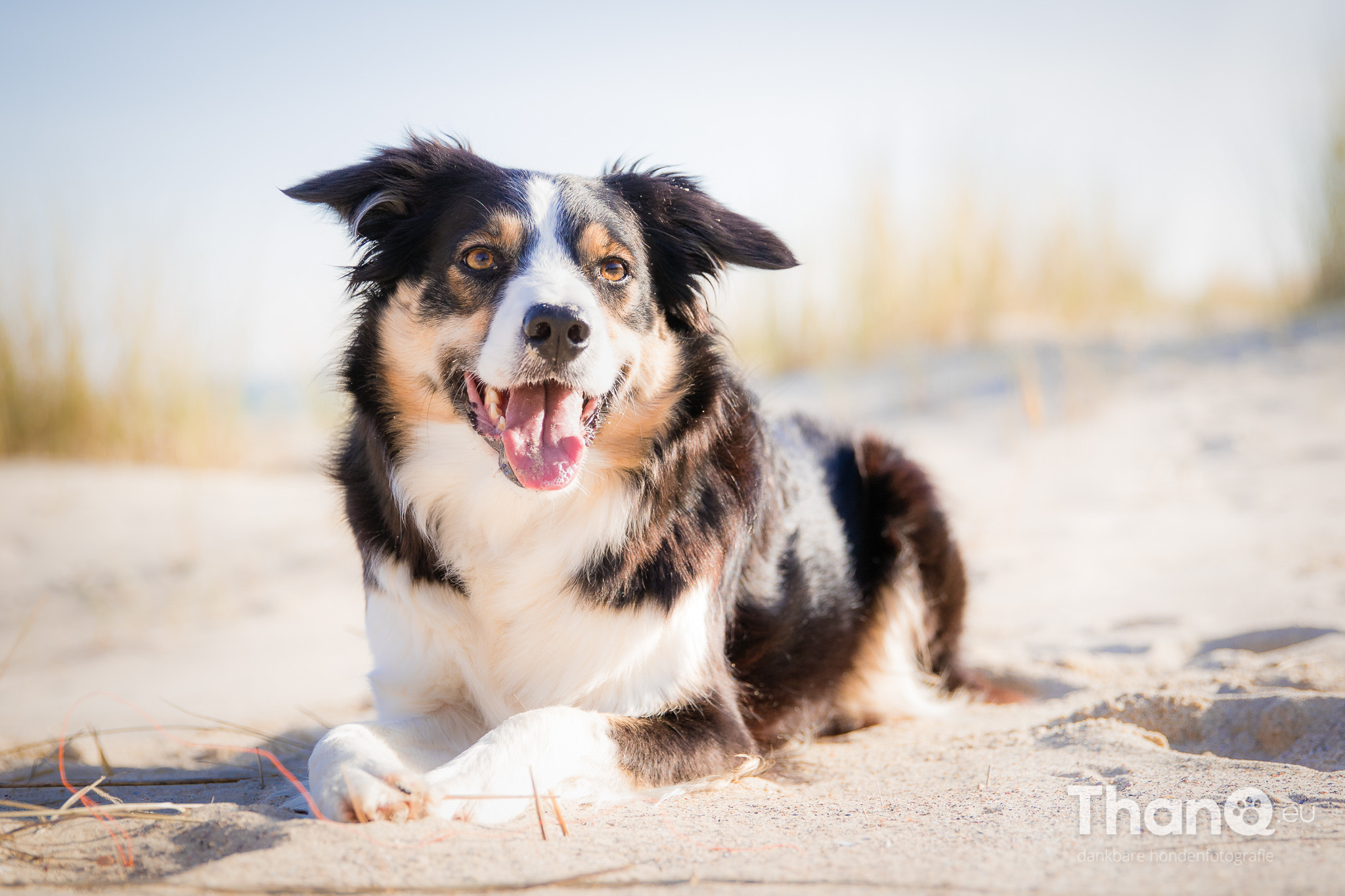 Canon EF 24-70mm F2.8L II USM sample photo. Happy dog jindi photography