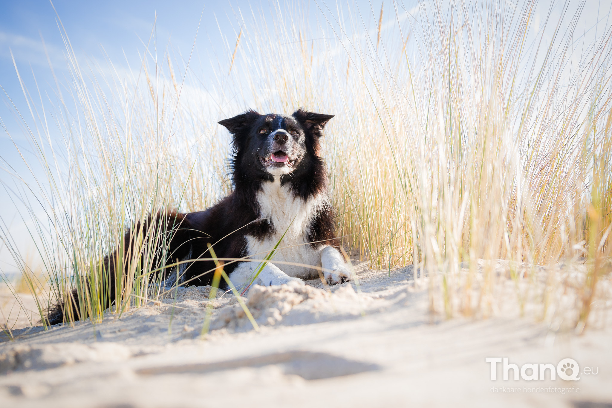 Canon EF 24-70mm F2.8L II USM sample photo. Happy dog fenna photography