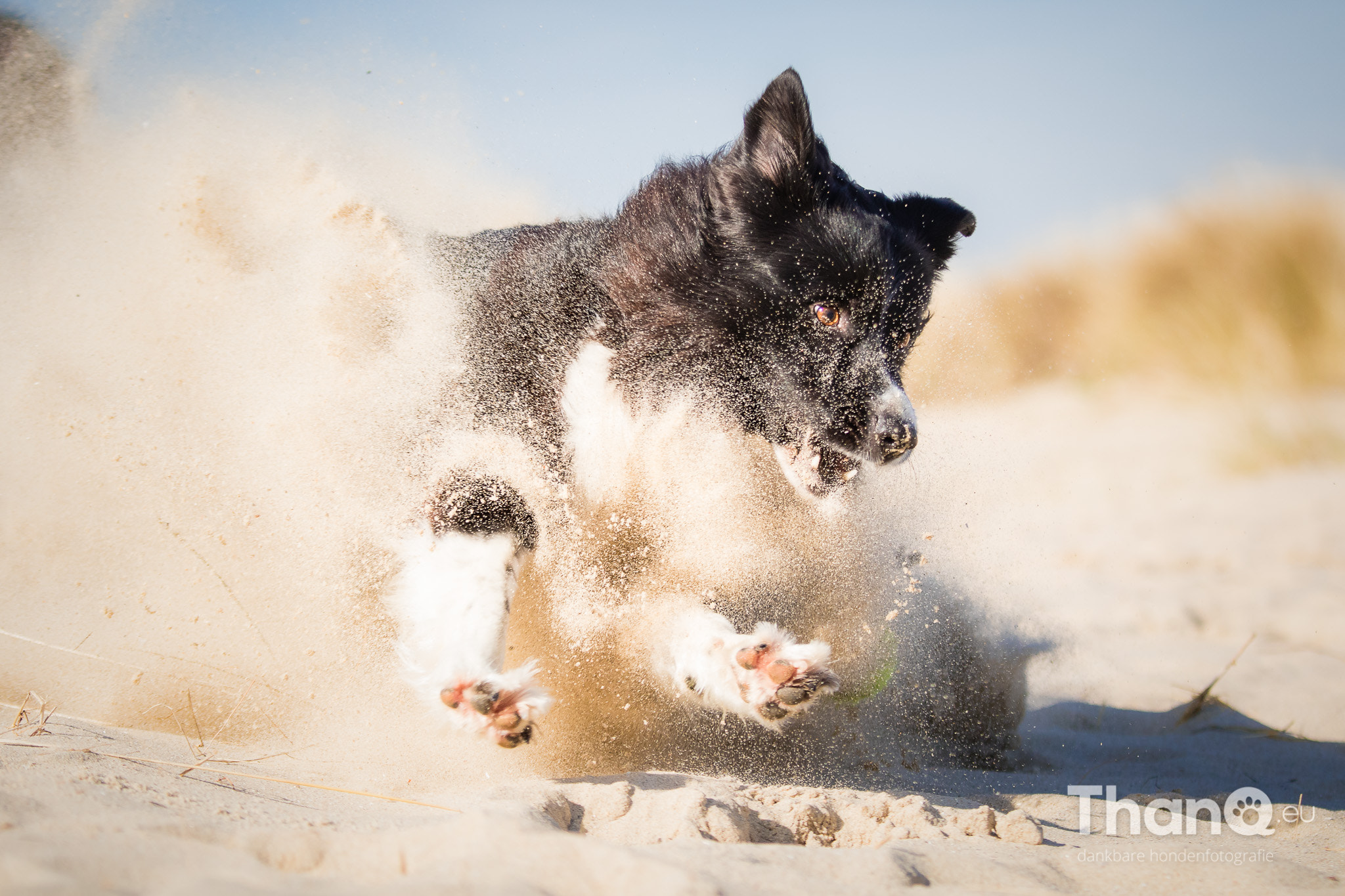 Canon EF 70-200mm F4L IS USM sample photo. Dirt dog fenna photography