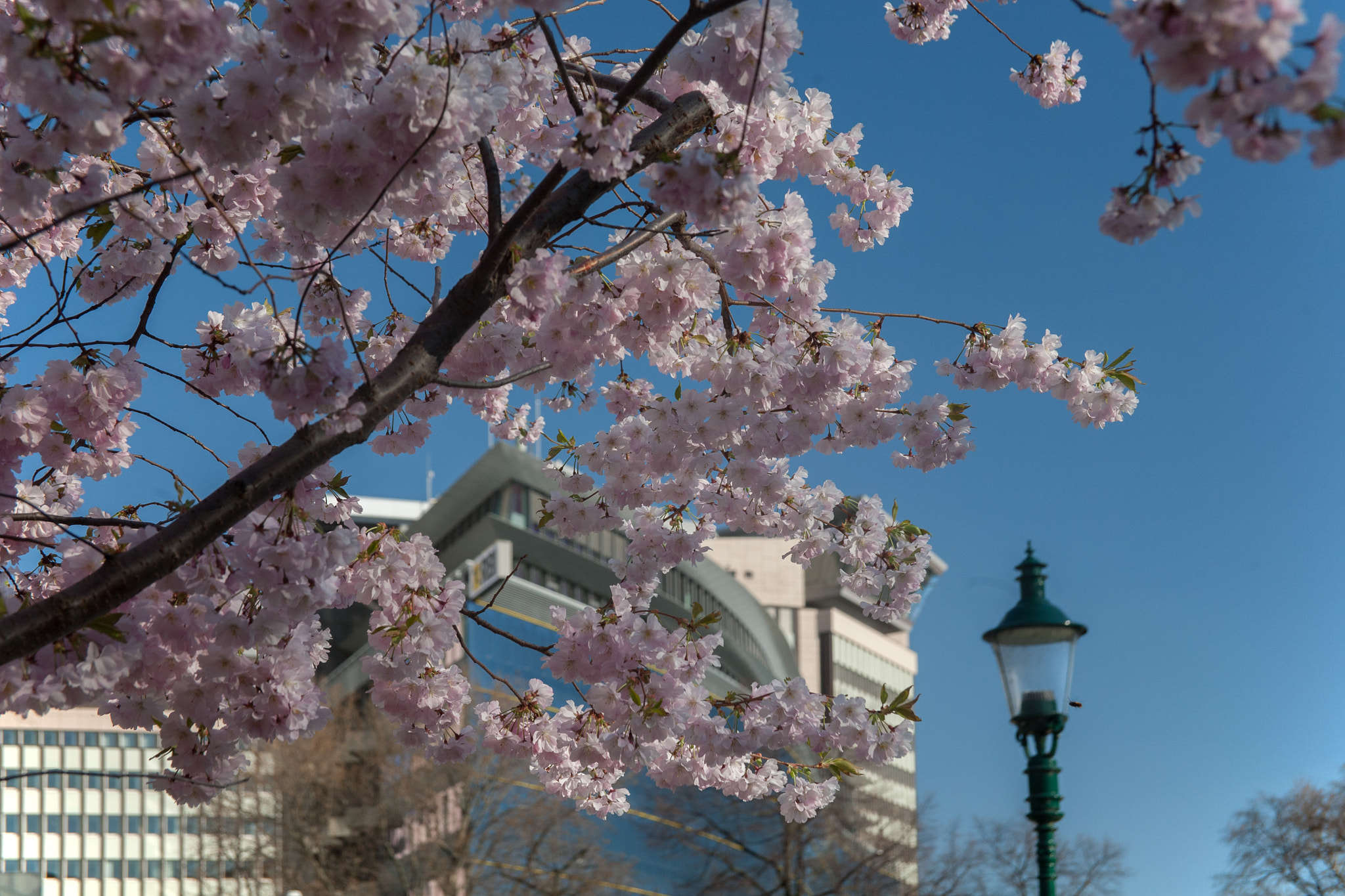 Canon EOS 5D sample photo. Stadtpark in wien photography