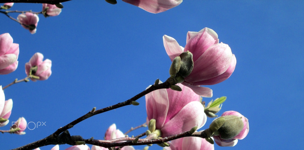 Canon PowerShot A810 sample photo. Magnolia photography