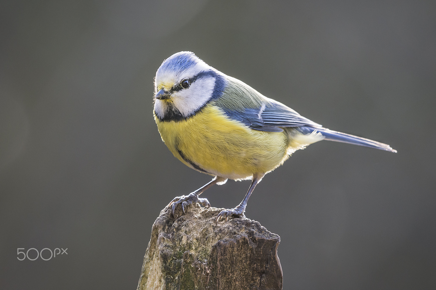 Nikon AF-S Nikkor 200-500mm F5.6E ED VR sample photo. Posing blue tit photography