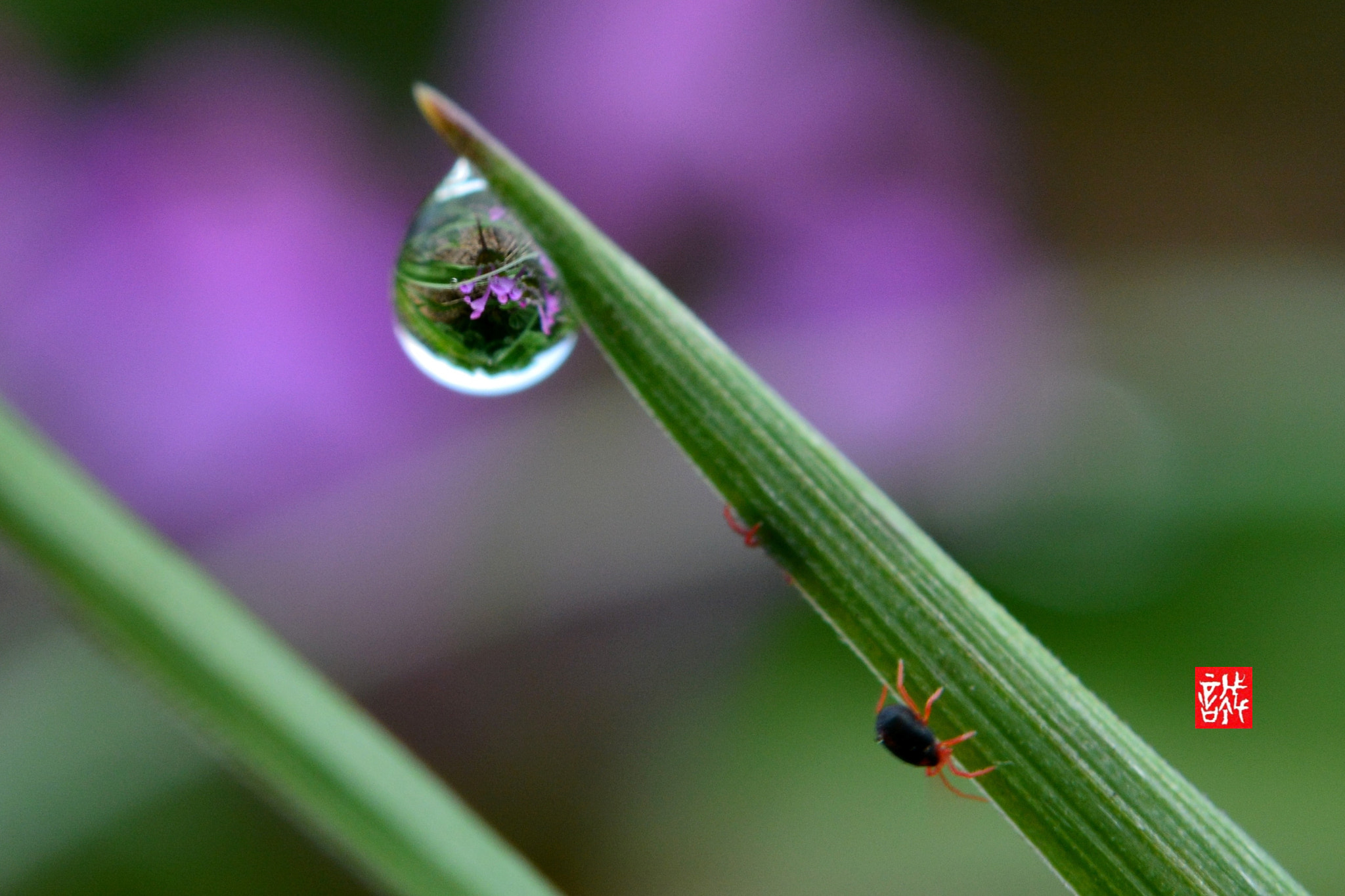 Nikon AF-S Micro-Nikkor 60mm F2.8G ED sample photo. Morning dew 0326 photography