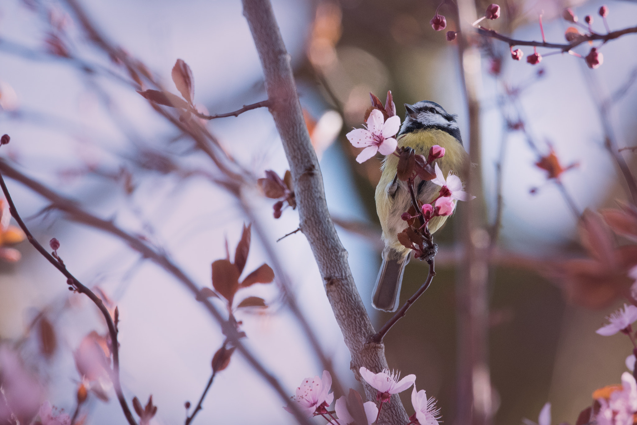 Nikon D750 sample photo. A tit in a cherry plum tree photography