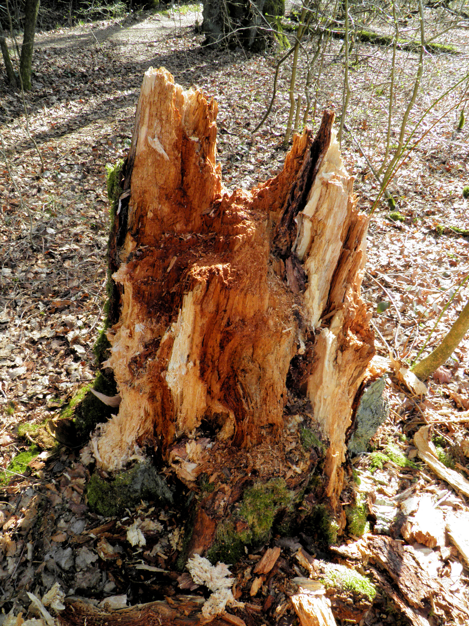 Olympus SP800UZ sample photo. Colours of wood photography