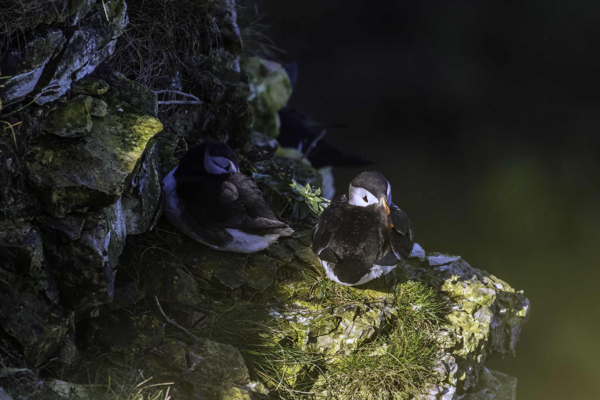 Nikon AF-S Nikkor 200-500mm F5.6E ED VR sample photo. 25th march bempton cliffs and throxenby mere photography