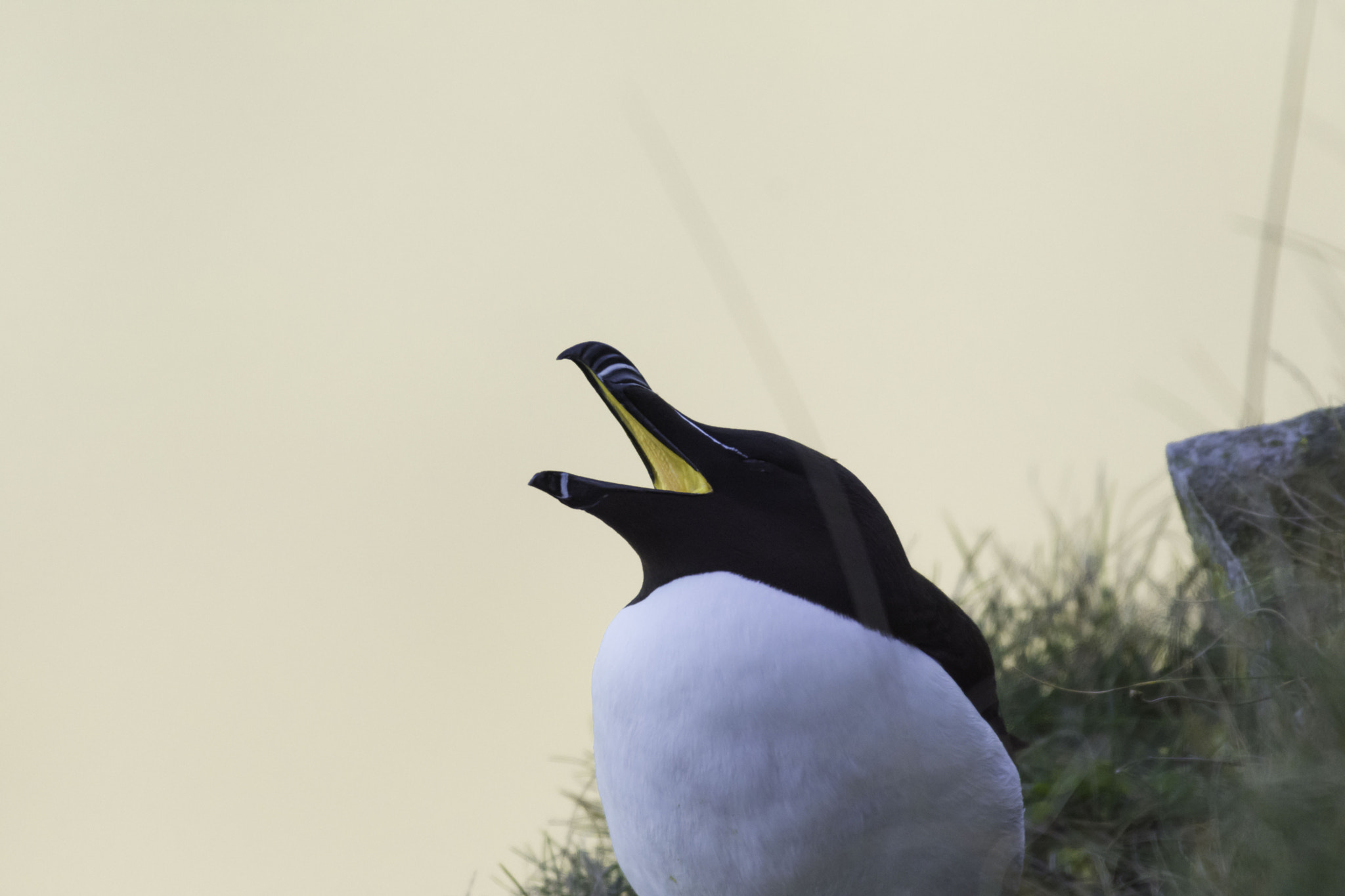 Nikon AF-S Nikkor 200-500mm F5.6E ED VR sample photo. 25th march bempton cliffs and throxenby mere photography