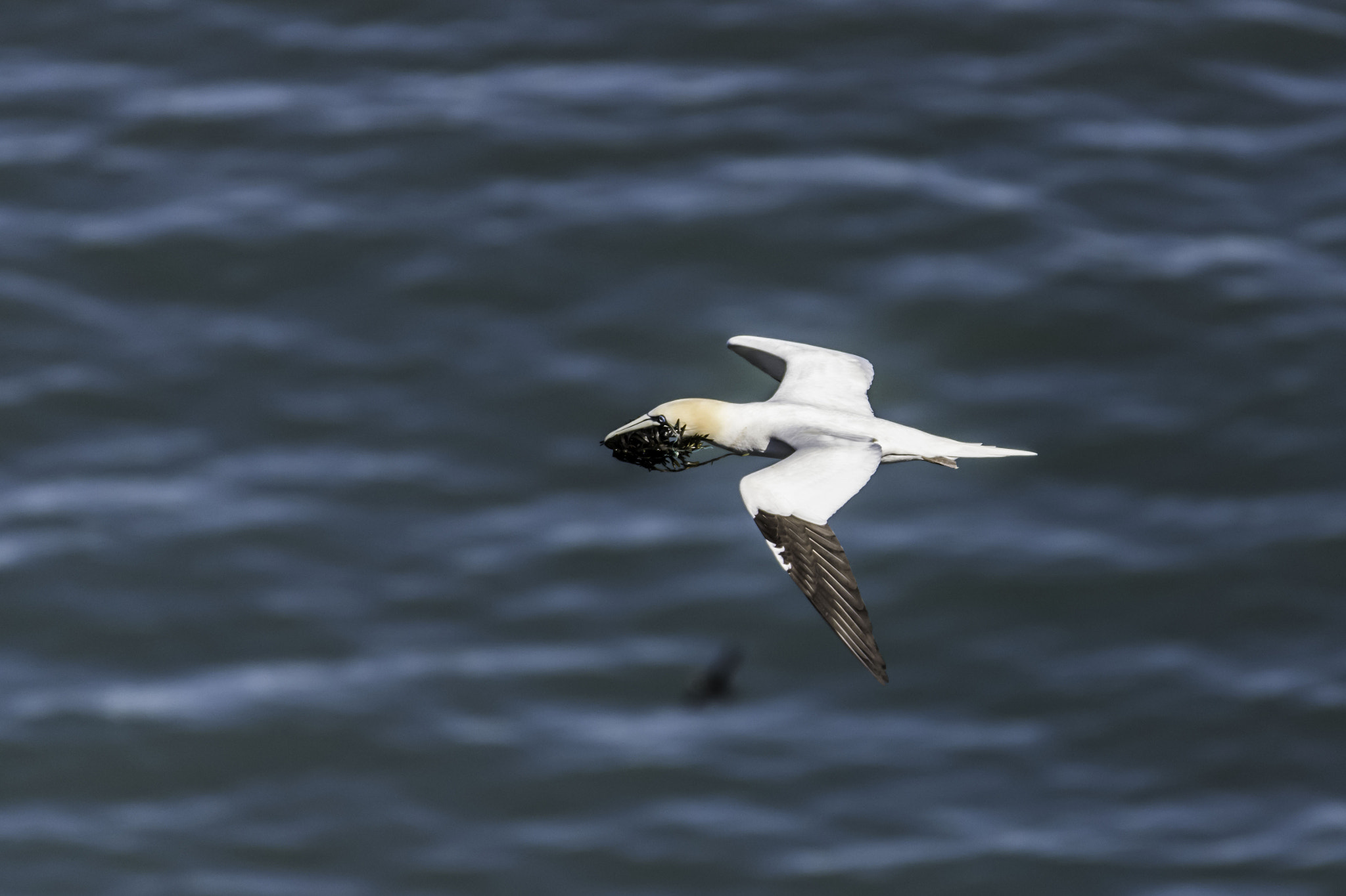 Nikon AF-S Nikkor 200-500mm F5.6E ED VR sample photo. 25th march bempton cliffs and throxenby mere photography