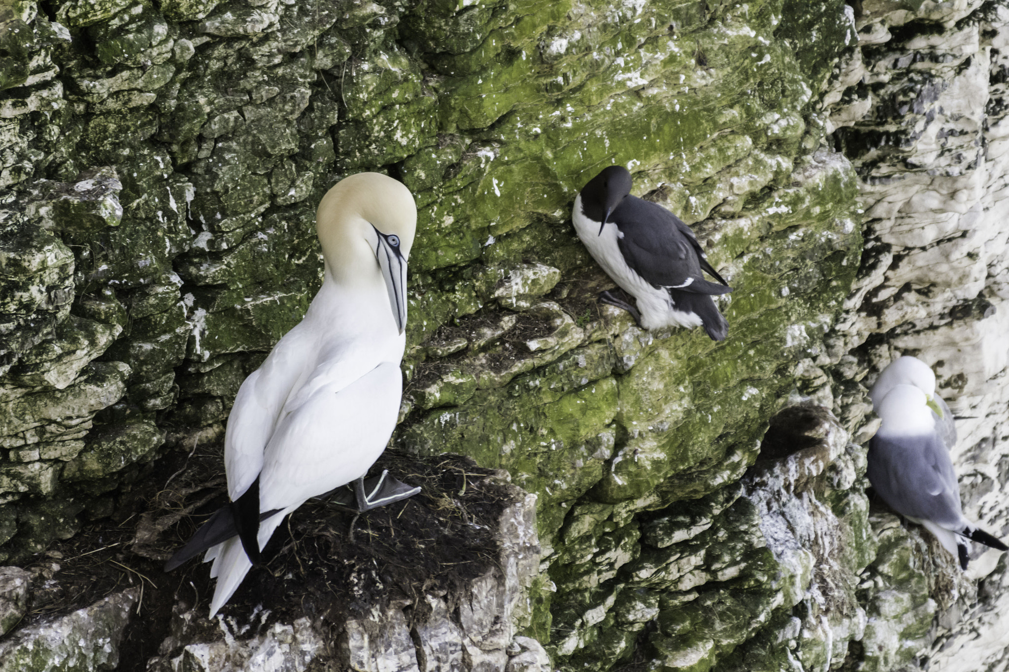 Nikon AF-S Nikkor 200-500mm F5.6E ED VR sample photo. 25th march bempton cliffs and throxenby mere photography