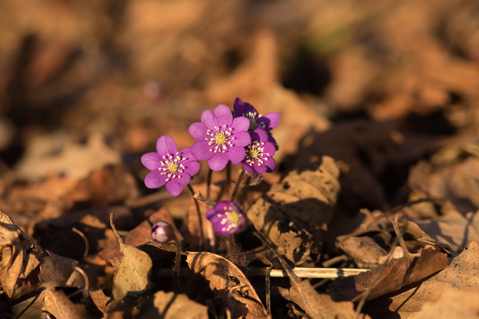 Canon EF 300mm F4L IS USM sample photo. Hepatica photography